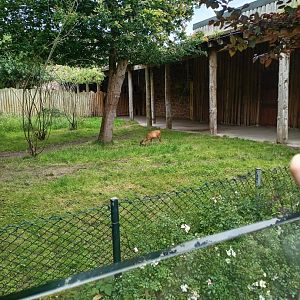 Okapi and Duiker enclosure 8/7/23