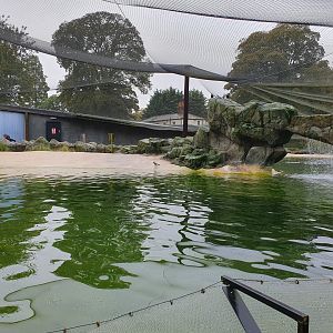 Humboldt Penguin and Inca Tern enclosure