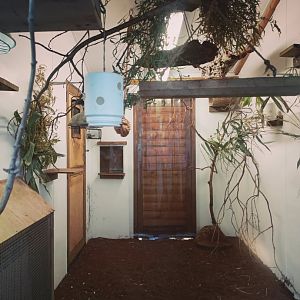 White Lipped Tamarin indoor enclosure  17/12/23