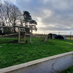 Domestic Goat enclosure 17/12/23