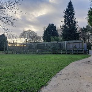 Ring tailed lemur and Helmeted Guineafowl enclosure 17/12/23