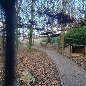 Raccoon Dog enclosure 17/12/23