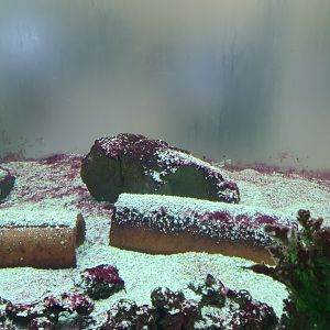 Lesser Dogfish enclosure 17/12/23