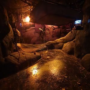 Egyptian Fruit Bat enclosure 17/12/23