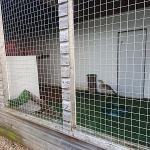 Red legged seriema enclosure 17/12/23