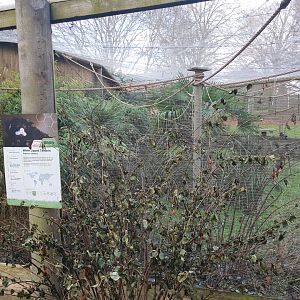 White Lipped Tamarin enclosure 17/12/23