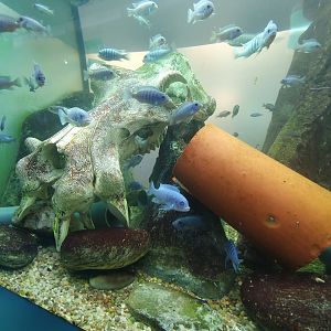 Cichlid enclosure 17/12/23