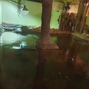 Philippine Crocodile enclosure 25/11/12