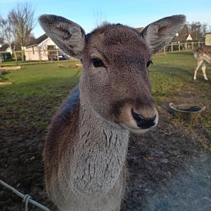 Fallow Deer 25/11/23