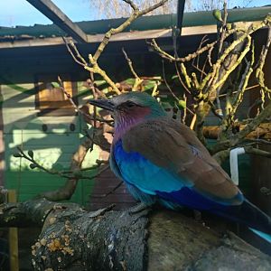 Lilac Brasted Roller 25/11/23