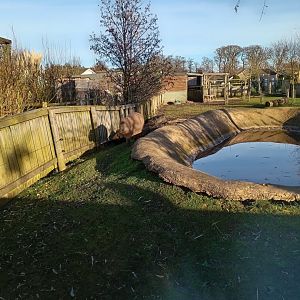 Capybara enclosure 25/11/23