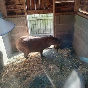Capybara in its indoor enclosure 25/11/23