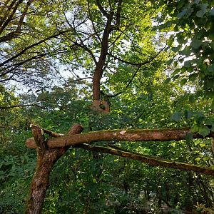 Colombian military macaw (Ara militaris militaris)