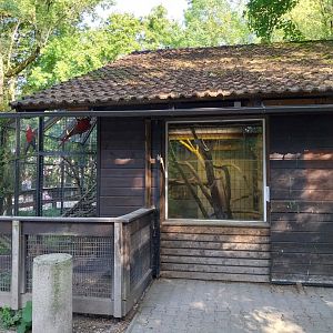 Green-winged macaw  aviary