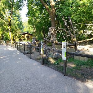 Ringtailed lemur enclosure
