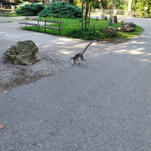 Ringtailed lemur (Lemur catta)