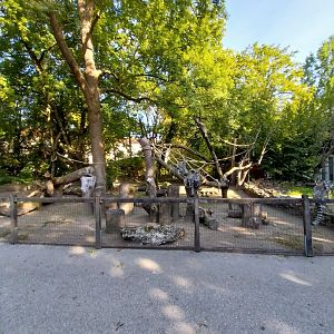Ringtailed lemur enclosure
