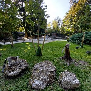 Ringtailed lemur (Lemur catta) & helmeted guinefowl (Numida meleagris)
