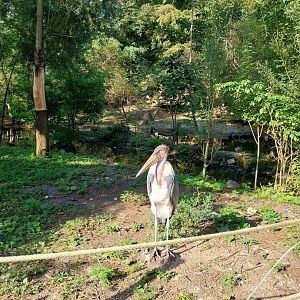 Marabou (Leptoptilos crumenifer)