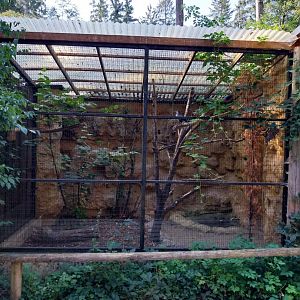 Eurasian nutcracker aviary