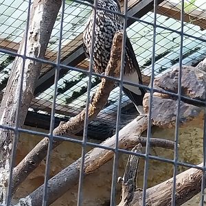 Eurasian nutcracker (Nusifraga caryocatactes)