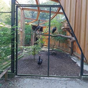 Black stork & Black swan aviary