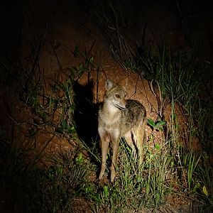 Indochinese golden jackal (Canis aureus cruesemanni)