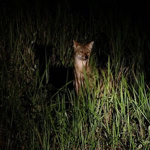 Indochinese golden jackal (Canis aureus cruesemanni)