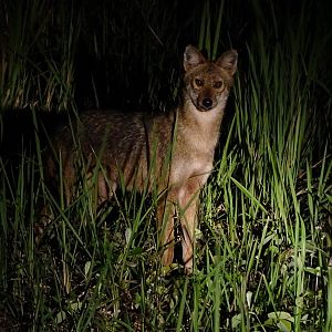 Indochinese golden jackal (Canis aureus cruesemanni)