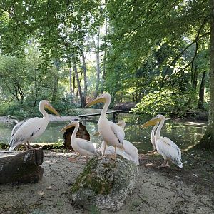 Rosy pelican (Pelecanus onocrotalus)