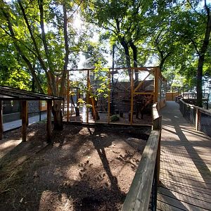 Mantled colobus enclosure