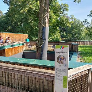 Black and golden howler monkey enclosure