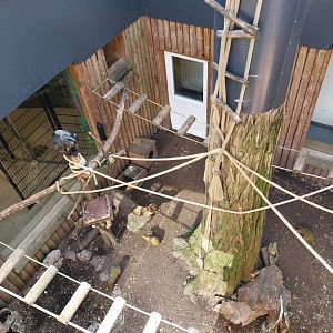 Black and golden howler monkey pit