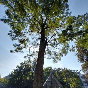 Black and golden howler monkey climbing tree