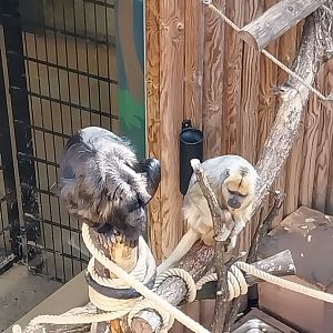 Black and golden howler monkey (Alouatta caraya)