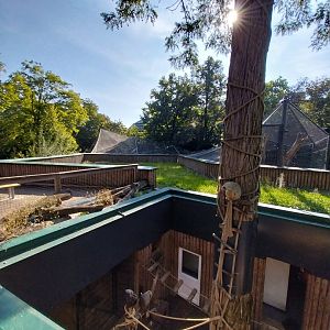 Black and golden howler monkey (Alouatta caraya)