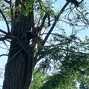 Black and golden howler monkey (Alouatta caraya)