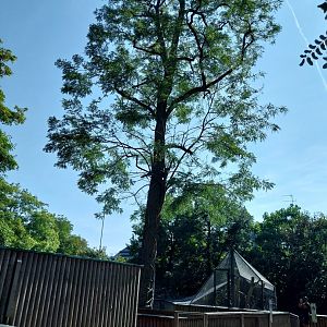 Black and golden howler monkey climbing tree