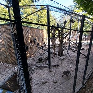 Lion-tailed macaque aviaries
