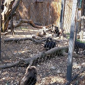 Lion-tailed macaque (Macaca silenus)