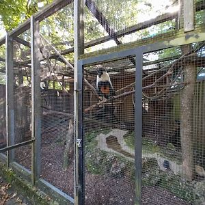 Diana guenon (Cercopithecus diana)