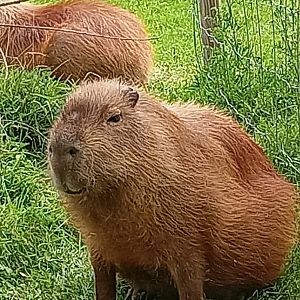 Capybara 25/7/23