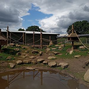 Guinea Baboon enclosure 25/7/23