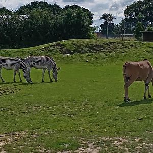 Zebra and Elland 25/7/23