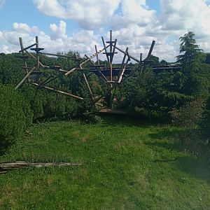 Amur Leopard enclosure 25/7/23
