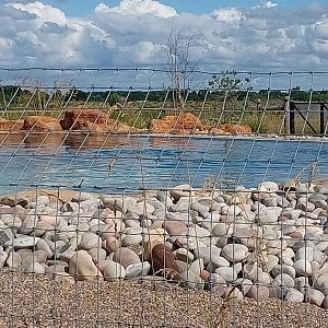 California Sea Lion enclosure 25/7/23