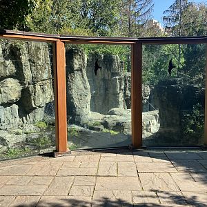 Polar Circle - Grizzly Bear Exhibit Viewing