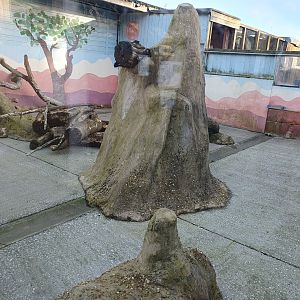 African Crested Porcupine enclosure 25/11/23