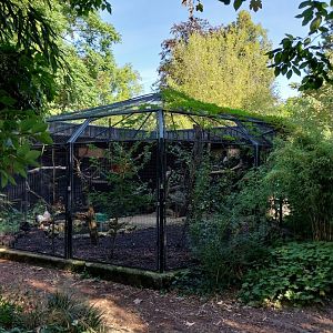 Trumpeter hornbill aviary