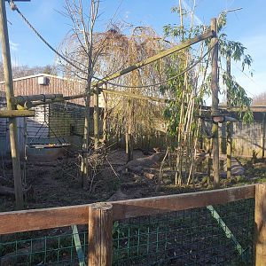 Binturong and ASCO enclosure 25/11/23